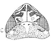Head: !! display not done !! on Amplicephalus (Amplicephalus) papillosus Linnavuori, 1959: head, dorsally. (Observation).