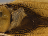 CollectionObject 1593842; f2339e5b-0cee-40f8-afea-f48e9a988d15: male stridulatory area. (CollectionObject).