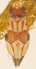 Habitus, dorsal view: !! display not done !! on Erythroneura diva McAtee, 1920: Habitus (holotype of E. tricincta var. rubravitta Rob., KSEM collection). (Observation).