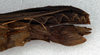 Pseudophasma acanthonotus (Redtenbacher, 1906): copyright NMW, Vienna. female: head and thorax, lateral view (syntype). (Otu).