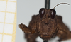 CollectionObject 1543428; 4fff8296-0a0d-4af4-8fa4-cae2c07ab463, NHMUK010924469: female (holotype), frontal view. (CollectionObject).