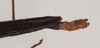 CollectionObject 1560624; 23d9c245-7722-4fab-8cdd-4135ed35bea9: copyright Natural History Museum, London. male: end of abdomen, dorsal view (syntype). (CollectionObject).;CollectionObject 1560625; 00609d64-931d-423a-968c-a8c5c1039d7a: copyright Natural History Museum, London. male: end of abdomen, dorsal view (syntype). (CollectionObject).