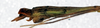 CollectionObject 1557019; NMW 172, e9377c7d-8ba2-4c6d-94e6-4823b588db85: copyright NMW, Vienna. male: end of abdomen, lateral view (lectotype). (CollectionObject).