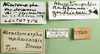 CollectionObject 1501020; f256d971-ccd9-44a5-bf4c-3cd73b83fc24: labels (lectotype of Atractomorpha madacassis). (CollectionObject).