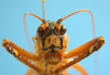 CollectionObject 1539169; UVCO 20715, a6a5ada7-648b-45df-af5a-a36aaebd4b85: MUSENUV - 20715. male, frontal view. (CollectionObject).