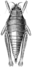 Muyscacris panchlora Hebard, 1923: Pl. 17, Fig. 3 (after type). female, dorsal view. (Otu).