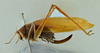CollectionObject 1532449; cf8cb3fb-105f-43ed-ae42-1118af2ef976, NMW No. 1076: female habitus, lateral view (holotype). (CollectionObject).