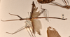 CollectionObject 1557051; c2d53978-0caa-48a8-9b39-d483a47690bc: copyright OUMNH. male, lateral view of Phasma (Ctenomorpha) spinicollis (holotype). (CollectionObject).