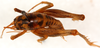 CollectionObject 1499232; 4e79abae-740c-4317-a262-267413a49bdf: male, dorsal view (holotype). (CollectionObject).