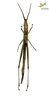 CollectionObject 1849148; Unioeste Cascavel SAOP-131M, b85f55b1-7e2b-4280-a044-4412c83b3647: Male. Ventral view. (CollectionObject).