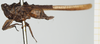 CollectionObject 1518025; 7588efb1-eb14-41c1-af71-bde150bb24a0, NHMUK10924444: female (holotype), lateral view. (CollectionObject).