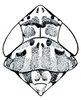 Head: Polyamia weedi, head, pronotum, and mesonotum, dorsally. (Observation).