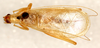 CollectionObject 1499369; e31ee91b-ca91-4c36-9b36-13624659c16b: male, dorsal view (holotype). (CollectionObject).