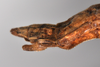 Trachythorax sexpunctatus (Shiraki, 1911): copyright NTUC. (Otu).