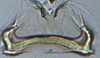 Connective: !! display not done !! on Matsumurasca (Matsumurasca) dolonis (Oman, 1936): (Observation).