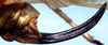 CollectionObject 1529670; fab20360-d1c5-47f1-97cf-5ebcd0f17eb5: female ovipositor (holotype of Vestria nigricauda). (CollectionObject).