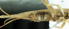 CollectionObject 1537572; b1c17bb6-b8a6-4d1b-bd1c-f113a1cfacfc: female, ventral view (holotype). (CollectionObject).