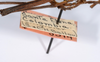 CollectionObject 1558328; 42f1c1a0-648b-4171-814e-accc36001f0d: copyright ANSP. female of synonym Brachyelena hirsuta (holotype), data labels. (CollectionObject).