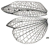 Phyllochoreia unicolor Westwood, 1839: Fig. 4 (female de Taliparamba). female, elytron and ala. (Otu).