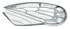 Forewing: !! display not done !! on Memnonia Ball, 1900: Memnonia brunnea, male, forewing. (Observation).