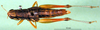 CollectionObject 1590657; e414707c-2f4c-4997-94ef-a807095e25ae: female, dorsal view (paralectotype). (CollectionObject).