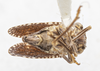 Habitus ventral view on Dyctidea nigrata Doering, 1940: (Observation).