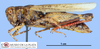 CollectionObject 1565744; 7d8054e7-b956-4a22-bd0c-11f92453cbd9: female, lateral view (paratype). (CollectionObject).