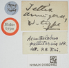 CollectionObject 1518013; 417c4a0c-c62a-4ac4-a847-567cd4fd9f33, NHMUK10924492: male, labels (holotype). (CollectionObject).