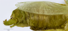 CollectionObject 1565156; fa7952a0-9538-451b-83e2-f4e8260d2996: male abdomen, lateral view (holotype). (CollectionObject).