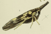 Habitus, lateral view: !! display not done !! on Polyglypta tricolor Butler, 1877: (Observation).