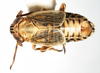 Habitus, dorsal view on Dicranotropis (Leimonodite) beckeri Fieber, 1866: (Observation).