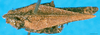 CollectionObject 1500876; 8563ac88-753e-4113-a4e6-2a6d8bb6e78e: male, dorsal view (holotype). (CollectionObject).