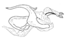 Dichroplus intermedius Ronderos, 1976: Fig. 9. cingulum and endophallus, lateral view. (Otu).