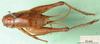 CollectionObject 1502144; 60349c59-5ebb-4ffb-9528-d038503dfe40: female, dorsal view (paralectoype). (CollectionObject).