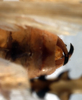 CollectionObject 1534631; 8cd11505-d7f4-4a3c-bba4-3379692a6d64: male cerci, dorsal view (holotype). (CollectionObject).