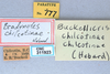 CollectionObject 2737812; 64027069-ee94-4c3d-9b0d-9b2d4f79f4b9, CNCI 311923: (CollectionObject).