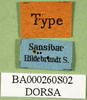 CollectionObject 1502781; 3cf49b63-65cc-442d-bb34-a014f5adf62b: labels (syntype). (CollectionObject).