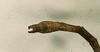 CollectionObject 1557821; bb51ffa7-af5b-4135-bfbe-bd0d50b9771a: copyright CUMZ, Cambridge. male: end of abdomen, dorsal view of Myronides binodis (holotype). (CollectionObject).