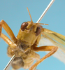 CollectionObject 1542799; 02d5fd6d-6d5e-4e65-969d-db528b75f575: female, face fronto-lateral view (holotype of Herbardius rubrovittatus). (CollectionObject).