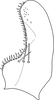 Subgenital plate, ventral view on Arboridia (Arboridia) koreana Oh & Jung, 2015 now Arboridia (Arboridia) agrillacea (Anufriev, 1969): Subgenital plate. (Observation).