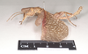 CollectionObject 1561348; NHMUK(SF IMPORT DUPLICATE) 845172-845173, 023e3109-caa2-4943-bf8c-569cbda484df: copyright Natural History Museum, London. male, lateral view (syntype). (CollectionObject).