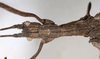 CollectionObject 1561456; 210b211b-1ca0-4b94-8d3e-219cefd491d5: copyright MHNG Geneva. female: head & thorax, dorsal view (holotype). (CollectionObject).