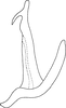 Aedeagus, lateral view on Anufrievia akazu (Matsumura, 1932): A. vilbastei. (Observation).