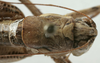 CollectionObject 1539786; 747c76a0-2136-430e-95a7-57899992f6a5: male pronotum dorsal (holotype). (CollectionObject).