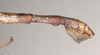 CollectionObject 1561201; NHMUK(SF IMPORT DUPLICATE) 844712, fba3b5b0-24c8-45d6-b06e-c9e4f45db985: copyright Natural History Museum, London. female: end of abdomen, lateral view of synonym Dixippus cornutus (holotype). (CollectionObject).
