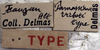 CollectionObject 1571854; 0374b83d-bc60-4086-b73b-46a2a56e35f6, MNHN-EO-ENSIF825: labels (syntype). (CollectionObject).