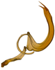 Aedeagus, lateral view on Andanus bimaculatus Linnavuori, 1959: (Observation).