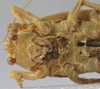 CollectionObject 1541604; 9d7c23b1-3480-491f-91cf-035500c57ceb: female face (paratype). (CollectionObject).