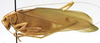 CollectionObject 1541673; c8520d7e-06b1-487d-8d4d-75c326ab3b23: male, lateral view (paratype of Catoptropteryx latipennis). (CollectionObject).