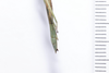 CollectionObject 1573902; 08b362b2-c898-4982-970f-c8bd8d5200c0: copyright Murcia. female (holotype), abdomen, lateral view. (CollectionObject).